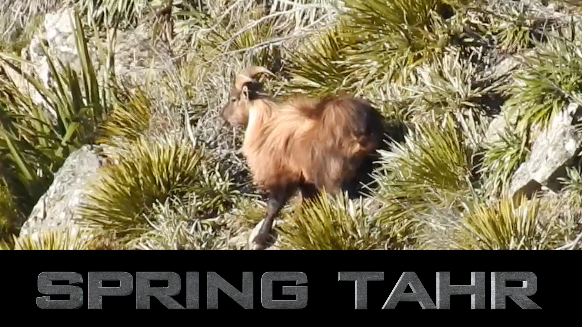 Spring Tahr Hunt